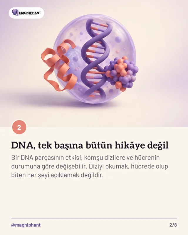 Magniphant Instagram gönderisi
